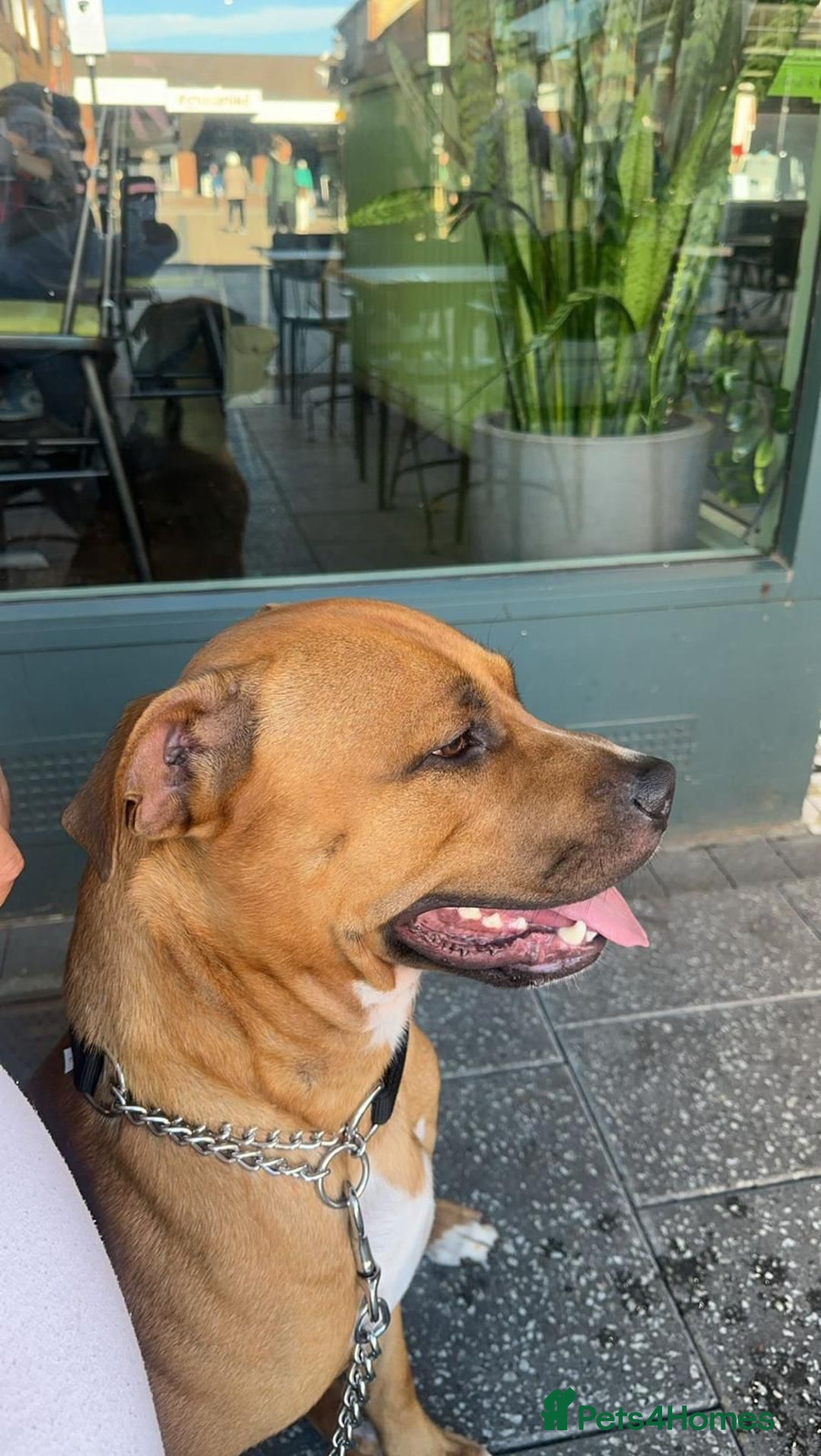 Mixed Breed dogs for sale: Help our dog Eric find a home.  - Image 1