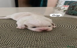 Zuchon dogs for sale: Female  - Image 8