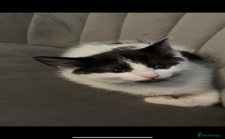 Domestic Shorthair cats - Advert 1