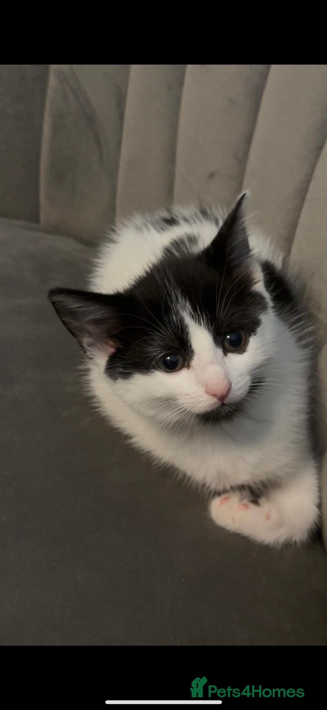 Domestic Shorthair cats for sale: KITTEN FOR SALE - Image 1