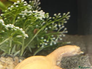 Terrapin reptiles Chinese albino soft shell turtle + tank - Advert 16