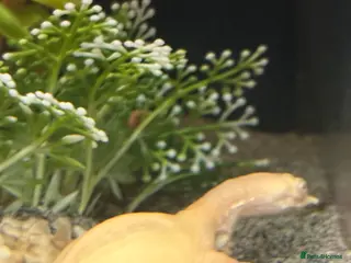 Terrapin reptiles Chinese albino soft shell turtle + tank - Advert 1