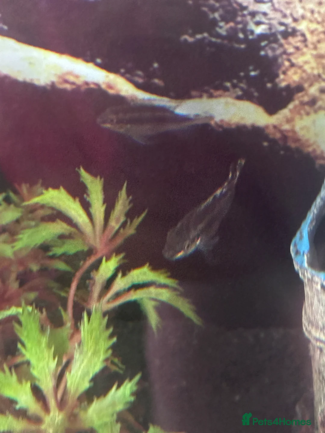 Cichlids fish for sale: Kribs - Kribensis  in Manchester - Advert 4