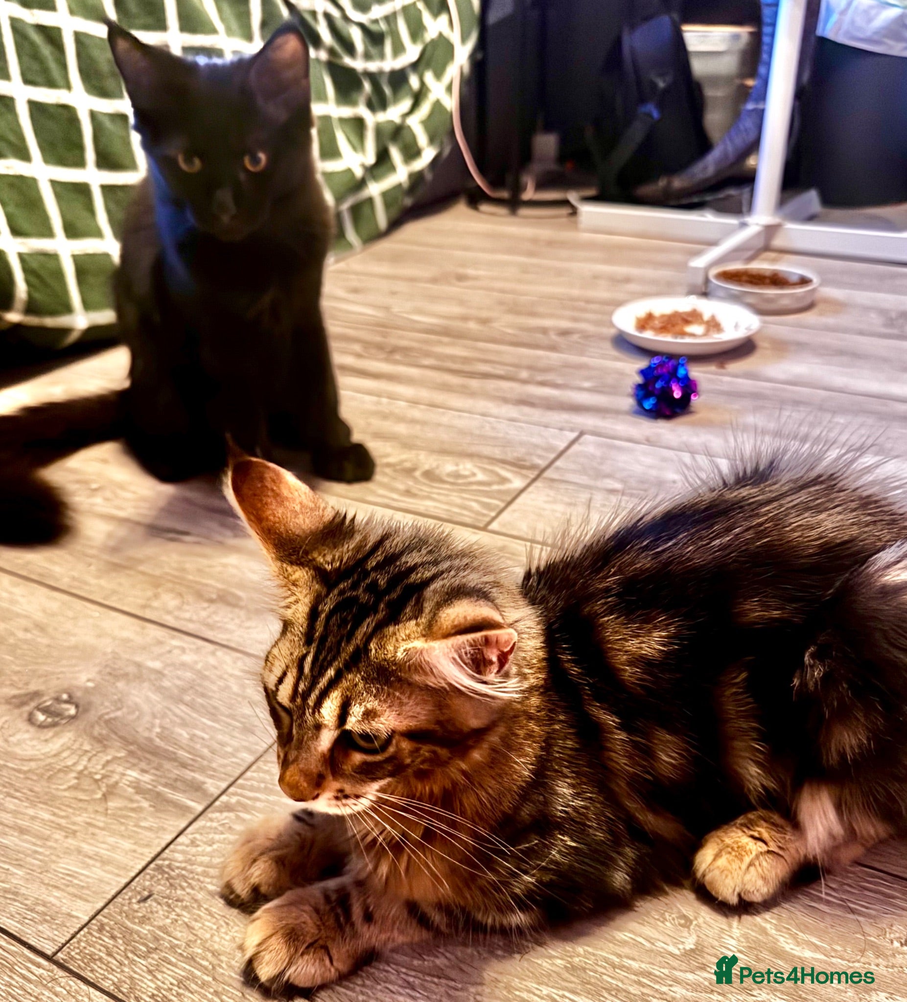 Maine Coon cats Stunning tabby pedigree XL Maine Coons ready now! - Advert 2