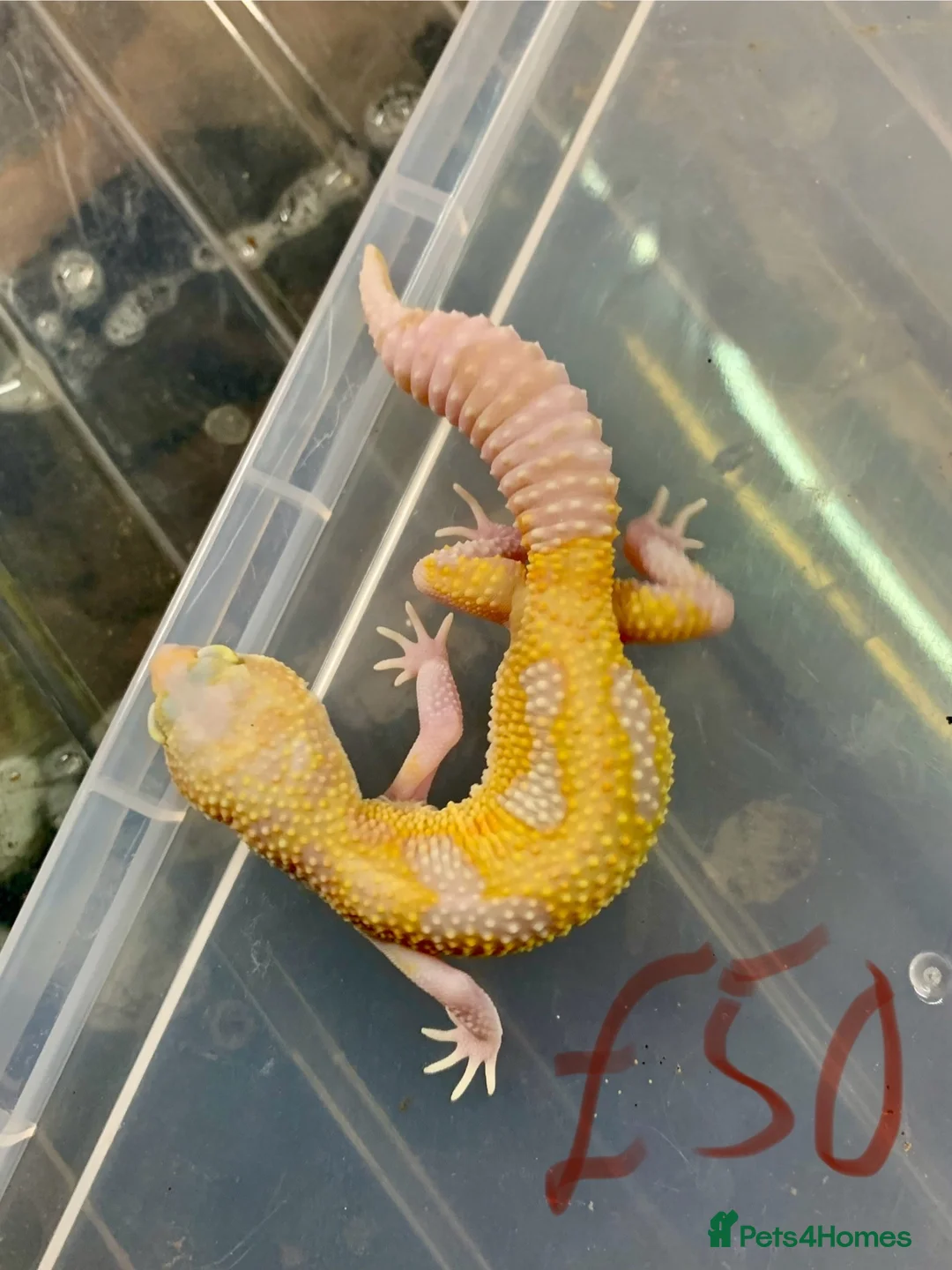 Leopard Gecko reptiles for sale: Albino leopard geckos cb26 - Advert 2