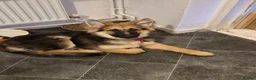 German Shepherd dogs for sale: KC Registered German Shepherd puppy  - Advert 2
