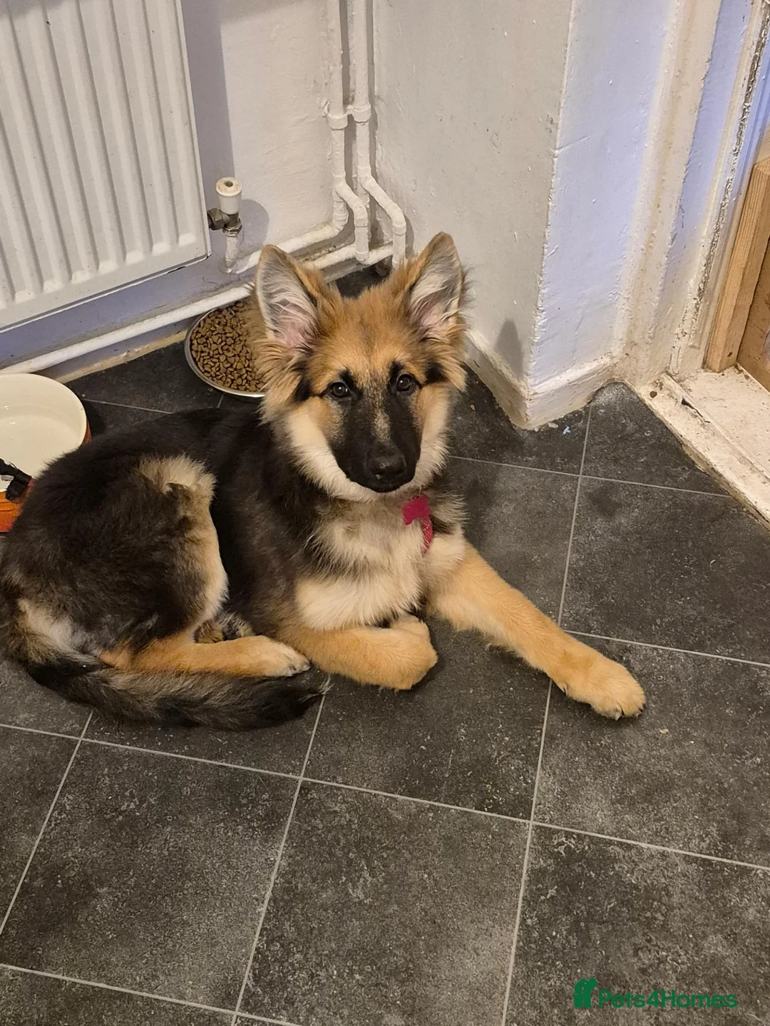 German Shepherd dogs for sale: KC Registered German Shepherd puppy  - Advert 2