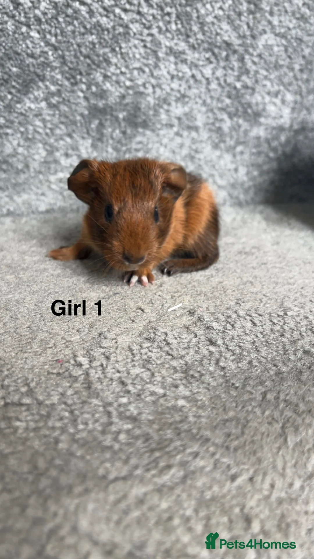 Guinea Pig rodents for sale: BABY GUINEA PIGS  - Advert 2