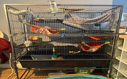 Rat rodents for sale: 2 male rats + cage and accessories  - Image 17