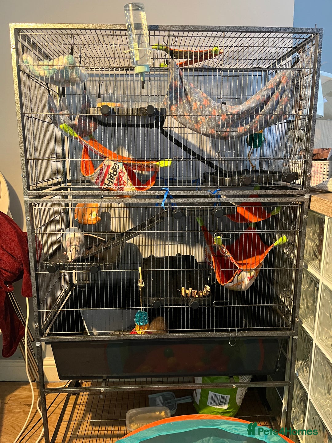 Rat rodents for sale: 2 male rats + cage and accessories  - Image 17