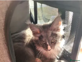 Maine Coon cats Maine coon kittens - Advert 2