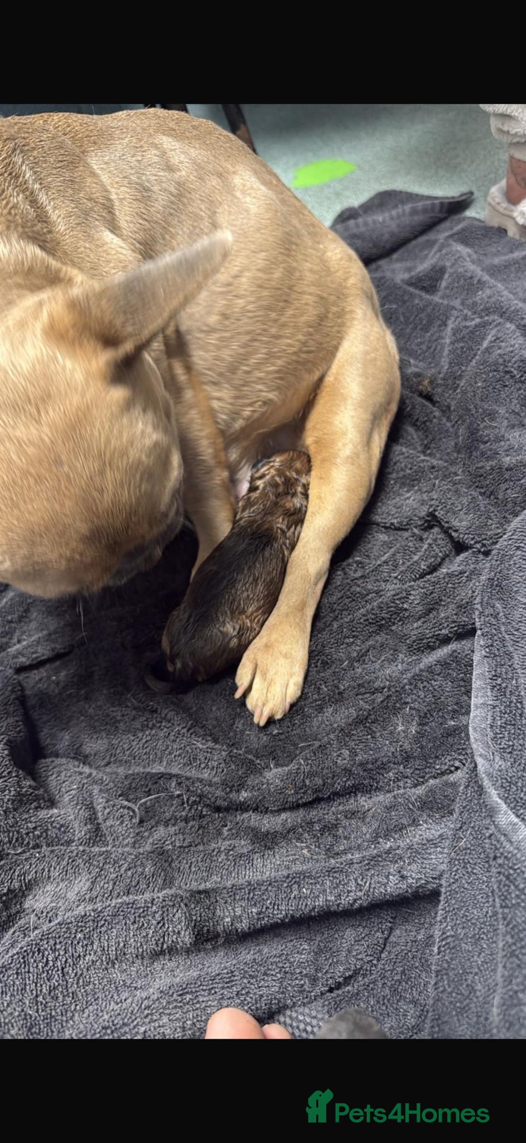 Mixed Breed dogs for sale: froodle french bulldog x poodle - Image 15
