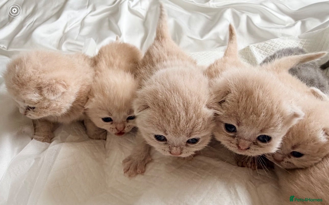 British Shorthair cats ⭐️ 7 BRITISH CREAM SHORTHAIR ⭐️ - Advert 16