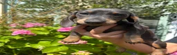 Miniature Dachshund dogs for sale: Stunning KC Miniature Dachshund Last 3 - Advert 19