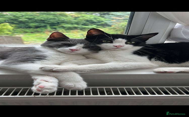 Domestic Shorthair cats - Advert 9