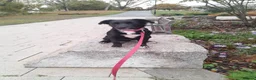Staffordshire Bull Terrier dogs for sale: Gorgeous mayeh  - Advert 10