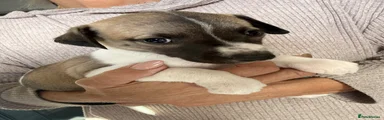 Whippet Puppy 2