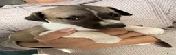 Whippet dogs for sale: KC Registered Whippet Pups in Rotherham - Advert 5