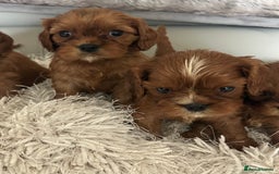 Cavalier King Charles Spaniel dogs for sale: Exquisite Cavalier King Charles puppies KC reg - Image 16