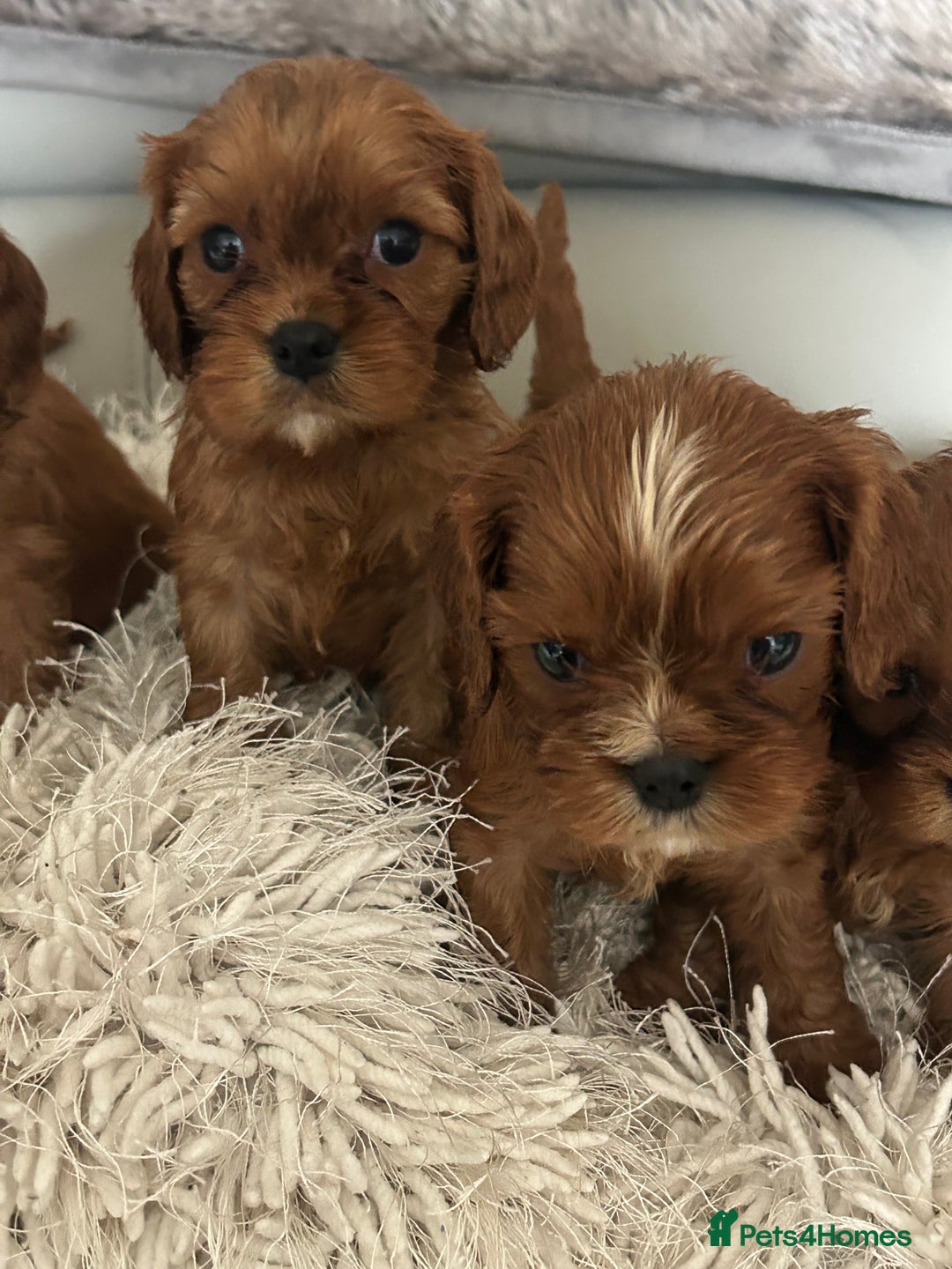Cavalier King Charles Spaniel dogs for sale: Exquisite Cavalier King Charles puppies KC reg - Image 16