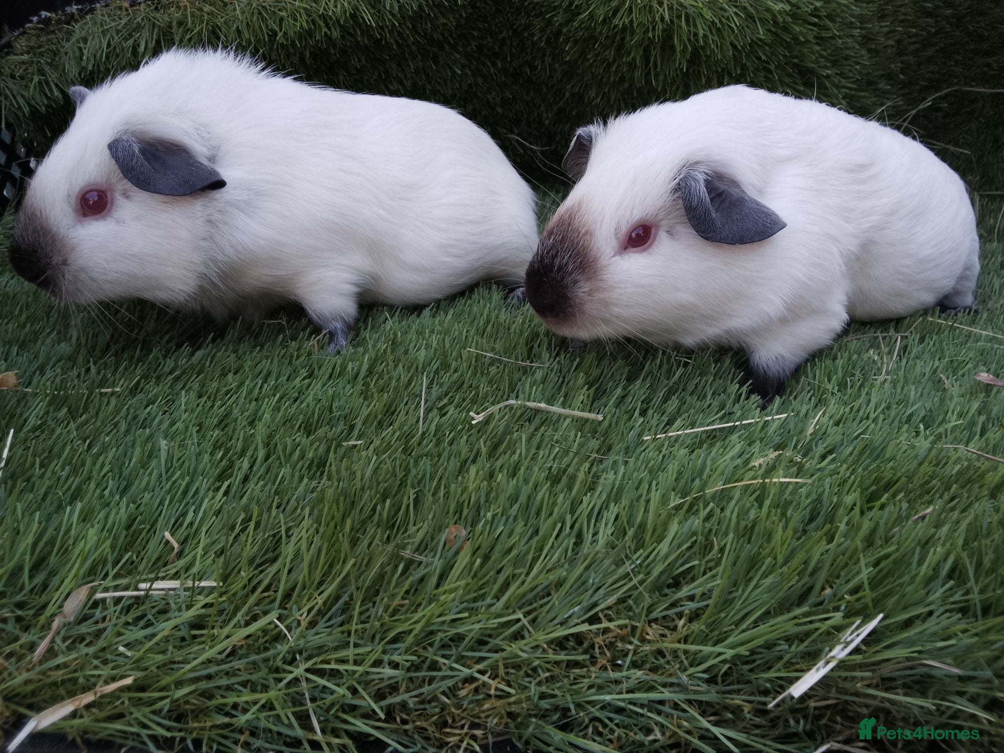 Guinea Pig rodents Himalayans Sows and California boys  - Advert 2