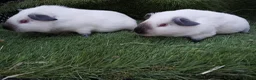 Guinea Pig rodents for sale: Himalayans Sows and California boys  - Advert 2