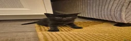 Mixed Breed cats for sale: Beautiful male and female kittens in Stourport-on-Severn - Advert 3