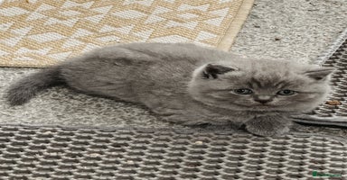 British Shorthair cats - Advert 6
