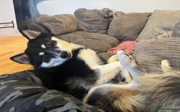 Mixed Breed dogs for sale: Meet Sparks - Image 24