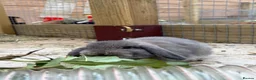 Mini Lop rabbits for sale: Mini Lops  - Advert 4