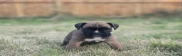 Boxer dogs for sale: Kc boxers - boy and girl are looking for 🏡 - Advert 2