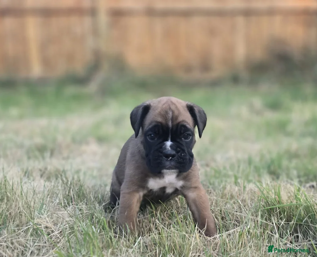 Boxer dogs for sale: Kc boxers - boy and girl are looking for 🏡 - Advert 2