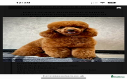 Cockapoo dogs for sale: F1 cockerpoos  - Image 11