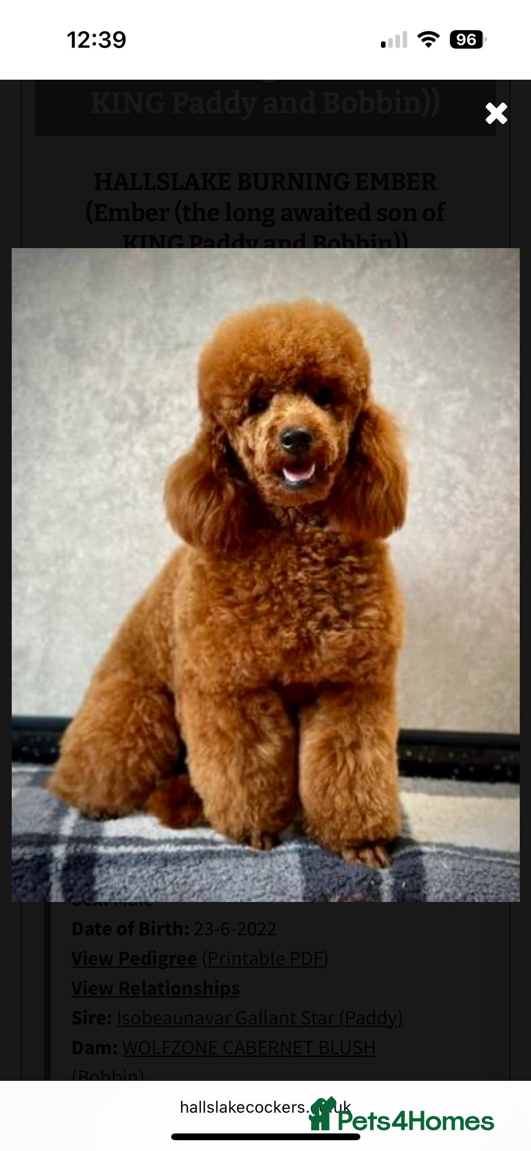 Cockapoo dogs for sale: F1 cockerpoos  - Image 11