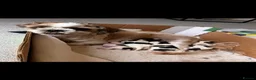 Shih Tzu dogs for sale: Shih Tzu puppies ready for there forever Home in Godalming - Advert 13