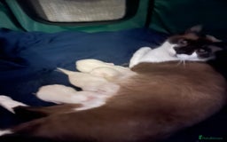 Snowshoe cats for sale: Four beautiful snowshoe kittens  - Image 2