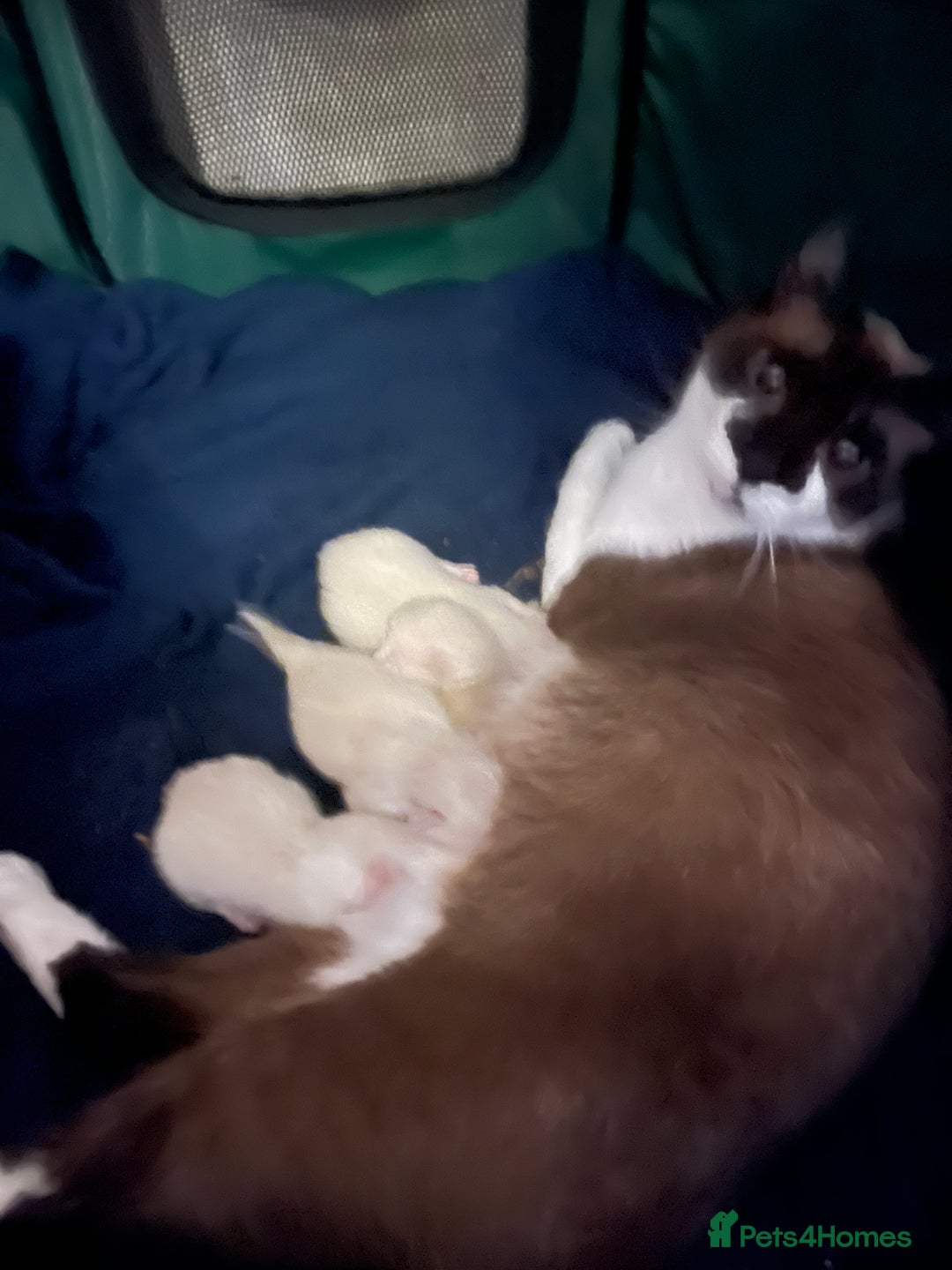 Snowshoe cats for sale: Four beautiful snowshoe kittens  - Image 2