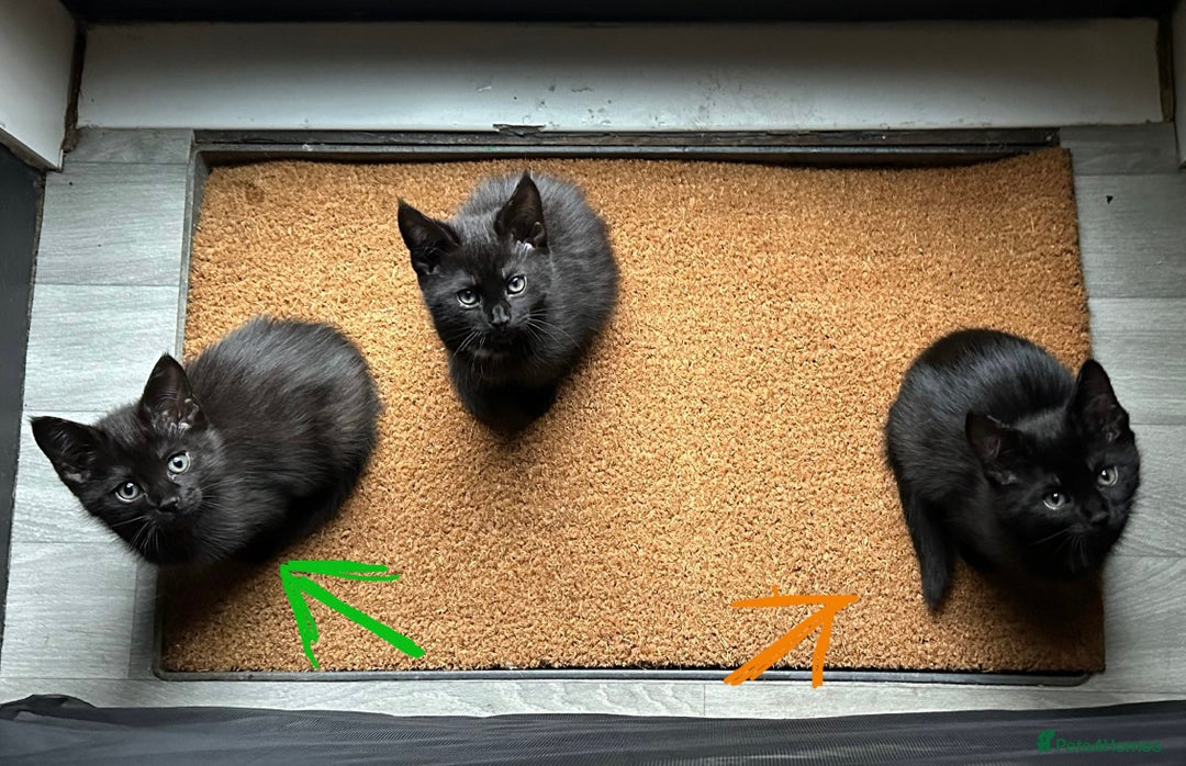 Maine Coon cats for sale: Maine Coon Kittens  - Advert 4