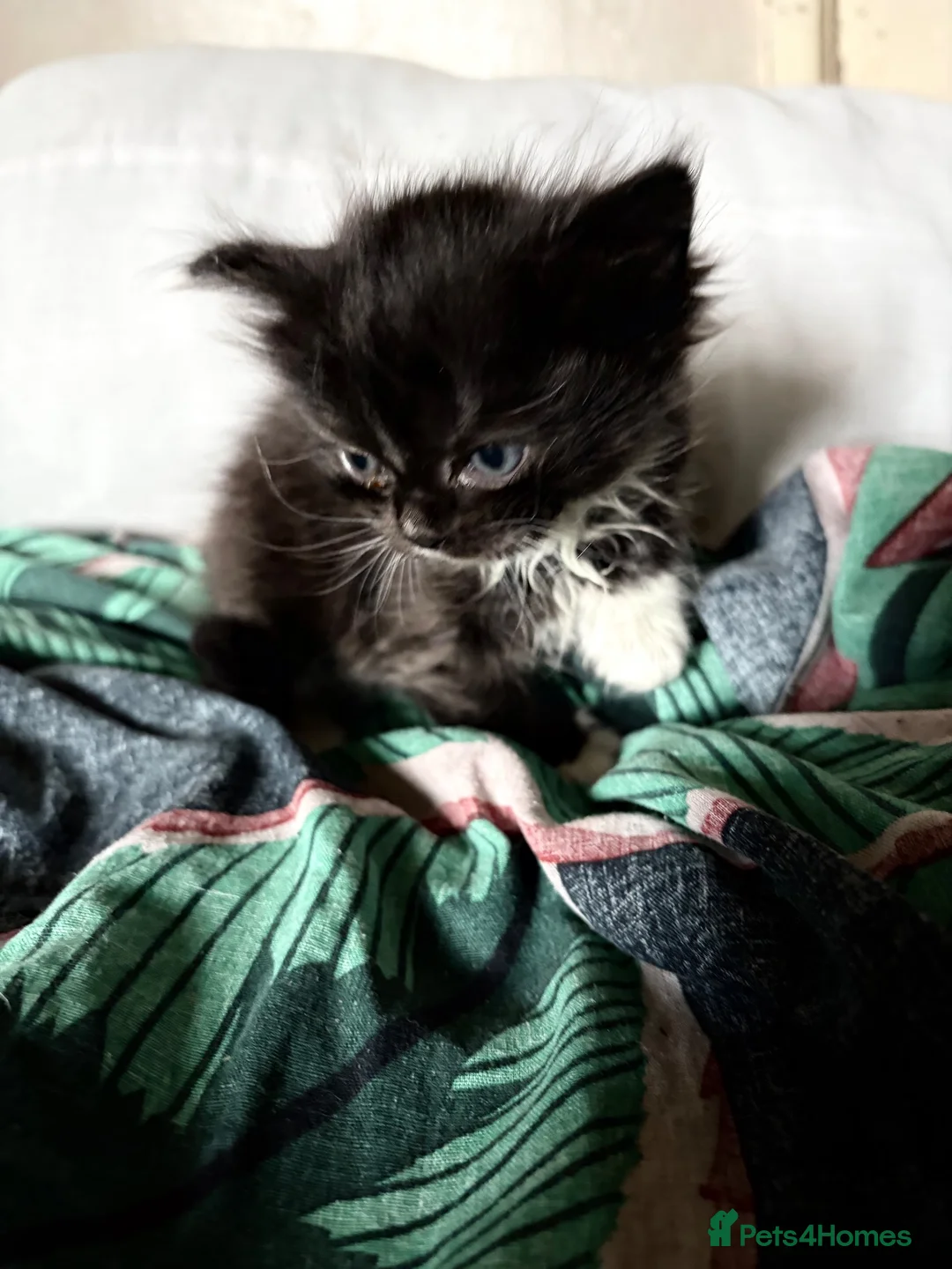 Ragdoll cats for sale: kittens for sale in Hereford - Advert 3