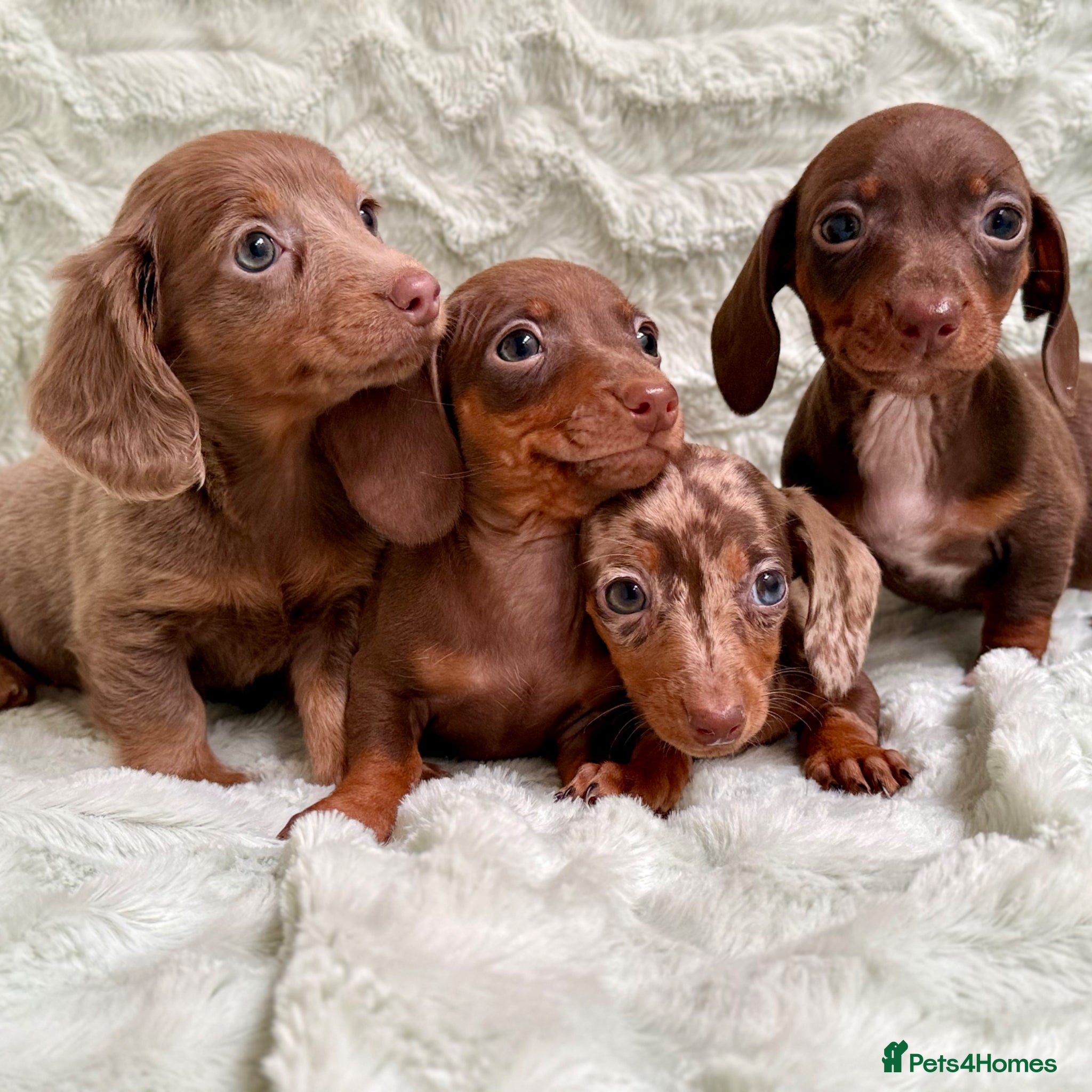 Miniature Dachshund dogs READY TO LEAVE Mini Dax Pups LICENSED BREEDER - Advert 1