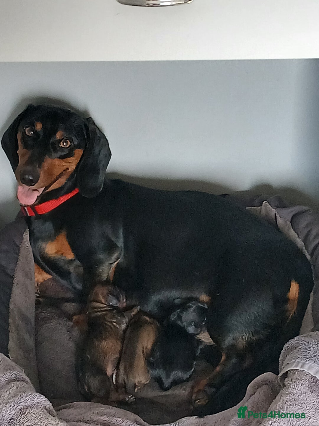 Dachshund dogs for sale: Standard dachshund puppies - Image 3
