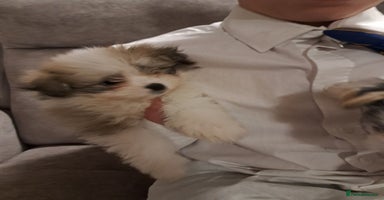 Mixed Breed dogs ONE BOY READY TO LEAVE NOW.  - Advert 9