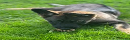 German Shepherd dogs for sale: 2 STUNNING GERMAN SHEPHERD BOYS  - Advert 2