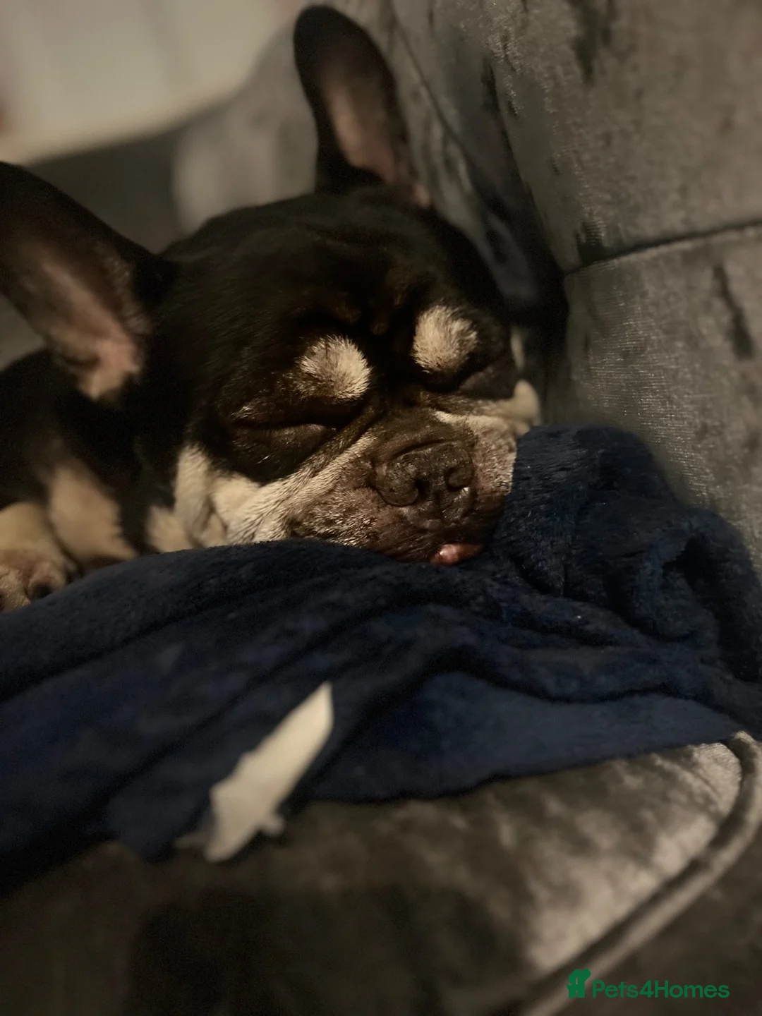 French Bulldog dogs for sale: French bulldog in Hull - Advert 2