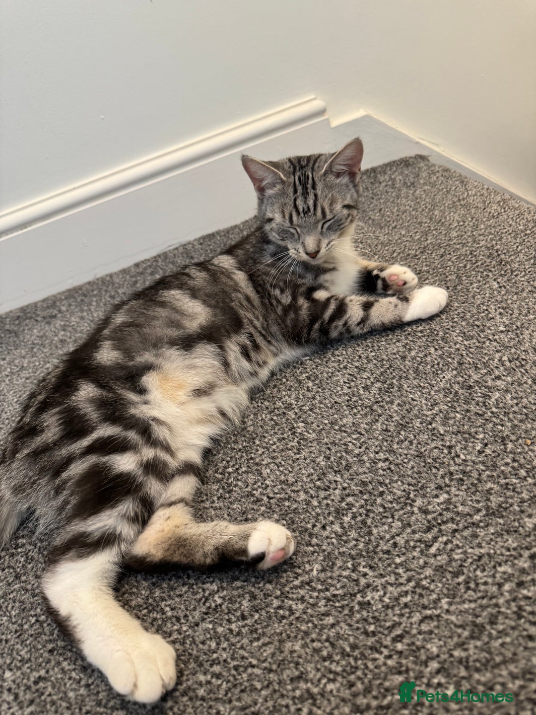 Mixed Breed cats for sale: Willow  - Image 4