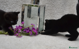 Mixed Breed cats for sale: Beatiful Maine-Coone/Bombay Kittens - Image 15