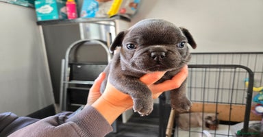 French Bulldog dogs - Advert 9