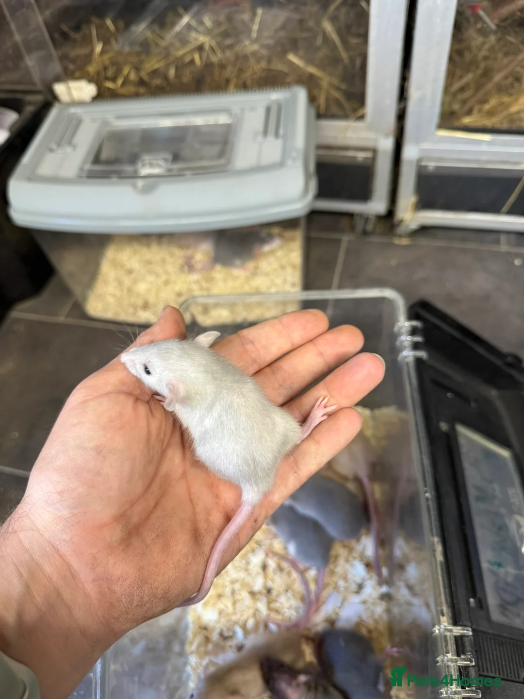 Rat rodents for sale: Dwarf Rats - Advert 2