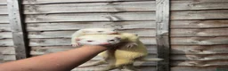Ferret rodents for sale: 2 albino jills  - Advert 13