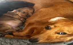 Miniature Dachshund dogs for sale: kc reg miniature smooth Dachshund 1 girl 1 boy - Image 13